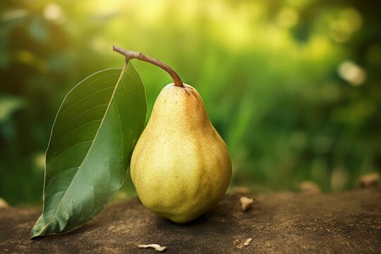 Ripe pear with stem and leaf on a natural surface under sunlight