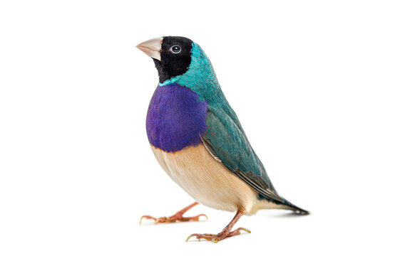 Gouldian finch with black head standing on white background