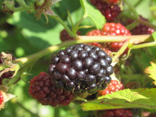 Zbliżenie na dojrzewające owoce jeżyny © Kumulugma