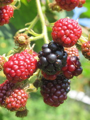 Zbliżenie na dojrzewające owoce jeżyny © Kumulugma