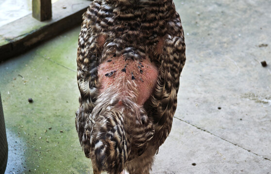 The chicken's back is missing feathers; the chicken has a disease.