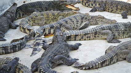 Fototapeta premium A group of crocodiles at the zoo.