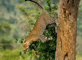 Leopard getting down of a tree, Serengeti, Tanzania, Africa