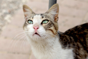 Obraz premium An adult cat starring 
