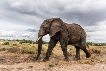 Large male african elephant walking in the savannah on cloudy day