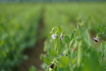 Vibrant green pea plants with purple flowers in a sunny field
