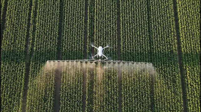 Aerial view shows agricultural drone spraying crops flying low over green corn field rows