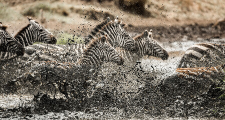 Zebras running through mud and splashing water in the savannah