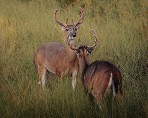 White-tailed deer (Odocoileus virginianus) bucks interacting in a grassy meadow during the rutting season. 