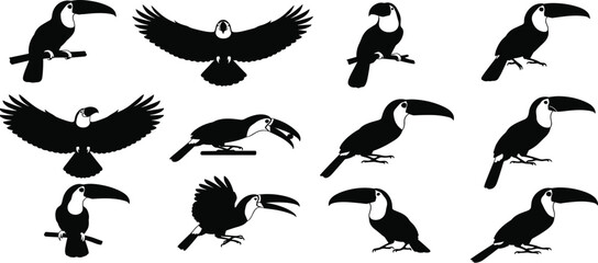 Naklejka premium Toucan bird silhouettes, flying toucan, perched toucan, tropical wildlife, exotic bird shapes, black toucan icons, nature illustration setToucan bird silhouettes, flying toucan, perched toucan