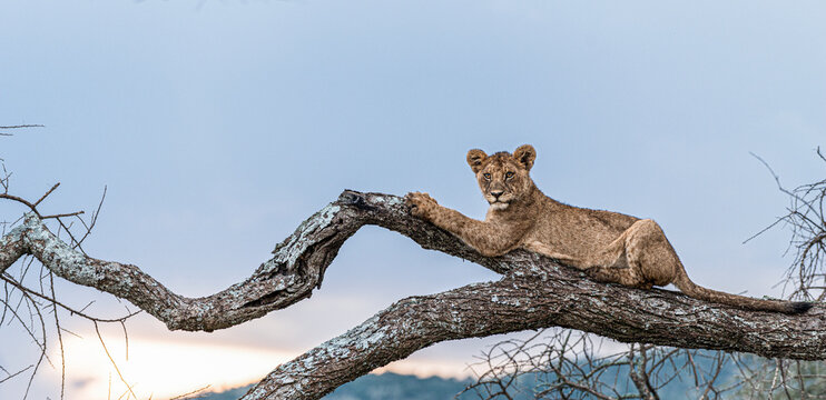 Lion cub relaxing on a tree branch in africa