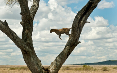 Leopard jumping from a tree, Serengeti, Tanzania