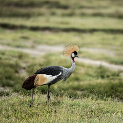 Grey crowned crane walking in the african savanna