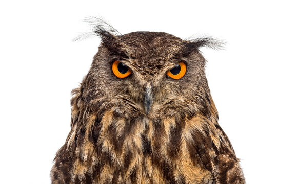 Eurasian eagle owl stare with prominent orange eyes
