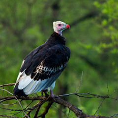 White headed vulture perching woodland tree branch watching