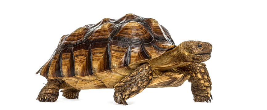 Female African spurred tortoise walking slowly on white background