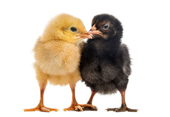Fototapeta premium Yellow and black chicks sharing affection together