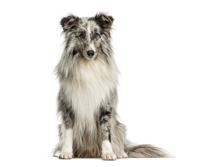 Blue merle shetland sheepdog sitting on white background