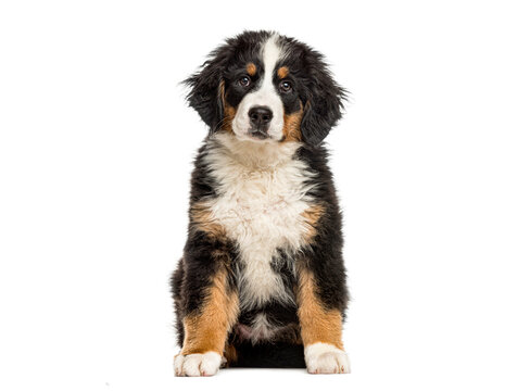 Bernese mountain dog puppy sitting looking at camera