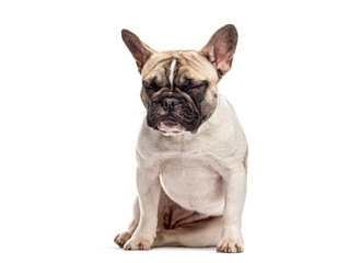 Fototapeta premium French bulldog puppy sitting with eyes closed feeling tired