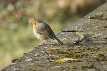 European robin (Erithacus rubecula) sitting on a stone in Zurich, Switzerland