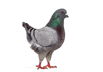 King  Pigeon, columba livia, bird standing on white background