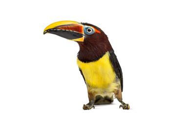 Obraz premium Green aracari, Pterogossus Viridis, bird looking away on white background