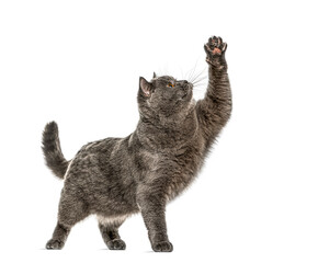 British shorthair cat standing and raising paw, isolated on white background