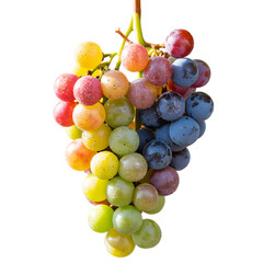 Mixed Color Grapes Bunch With Dew