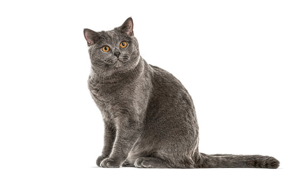 Adorable British shorthair cat sitting and looking up, isolated on white background