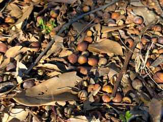 秋の可愛いどんぐりと落ち葉