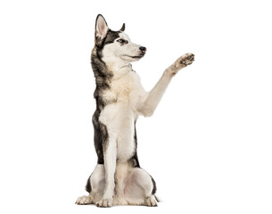 Siberian husky dog sitting and raising paw © Eric Isselée