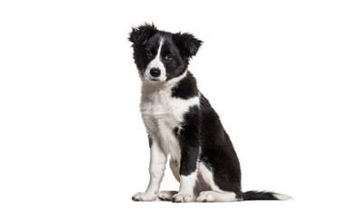 Obraz premium Border collie puppy sitting, looking at camera