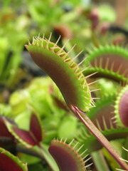 Zbliżenie na pułapki rośliny z gatunku dionaea © Kumulugma