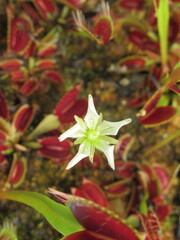 Zbliżenie na miniaturowy kwiat rośliny z gatunku dionaea © Kumulugma