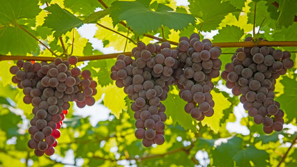 Ripe purple grapes hanging on a vine with green leaves in sunlight grapevine