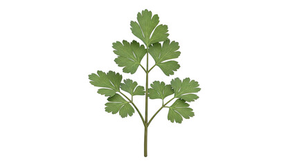 Parsley Leaf with Serrated Edges