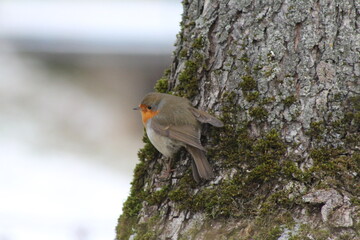 Robin am Baum