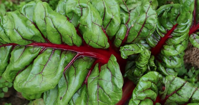 Swiss chard grow in vegetable garden
