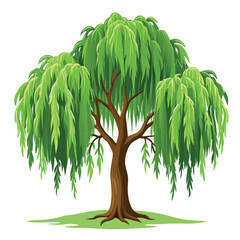 willow tree illustration