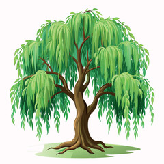 willow tree illustration