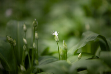 Wild garlic, ramson blooming. Healthy superfood,  edible forest plant with aromatic taste.
