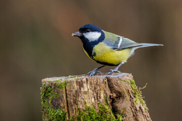 Kohlmeise (parus major) © Rolf Müller