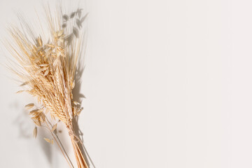 Dry Wheat and Oat Ears on Light Background with Soft Shadow and Copy Space. Minimalist Aesthetic Concept for Organic Food Branding, Natural Harvest, Bakery Ingredients, and Sustainable Agriculture