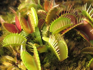 Zbliżenie na pułapki rośliny z gatunku dionaea © Kumulugma