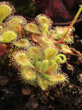 Zbliżenie na rozety rośliny z gatunku drosera collinsiae 