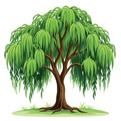 willow tree illustration