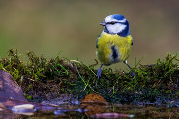 Blaumeise (Cyanistes caeruleus) © Rolf Müller