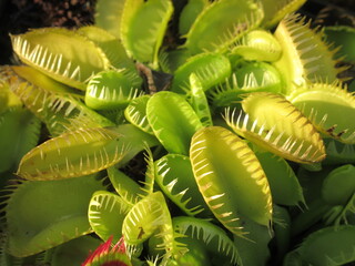 Zbliżenie na pułapki rośliny z gatunku dionaea © Kumulugma