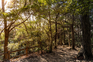 森の中の遊歩道と美しい木漏れ日の風景
